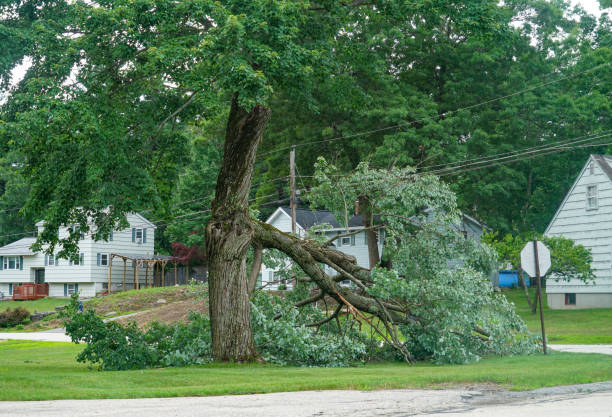 Best Root Management and Removal  in Sewell, NJ